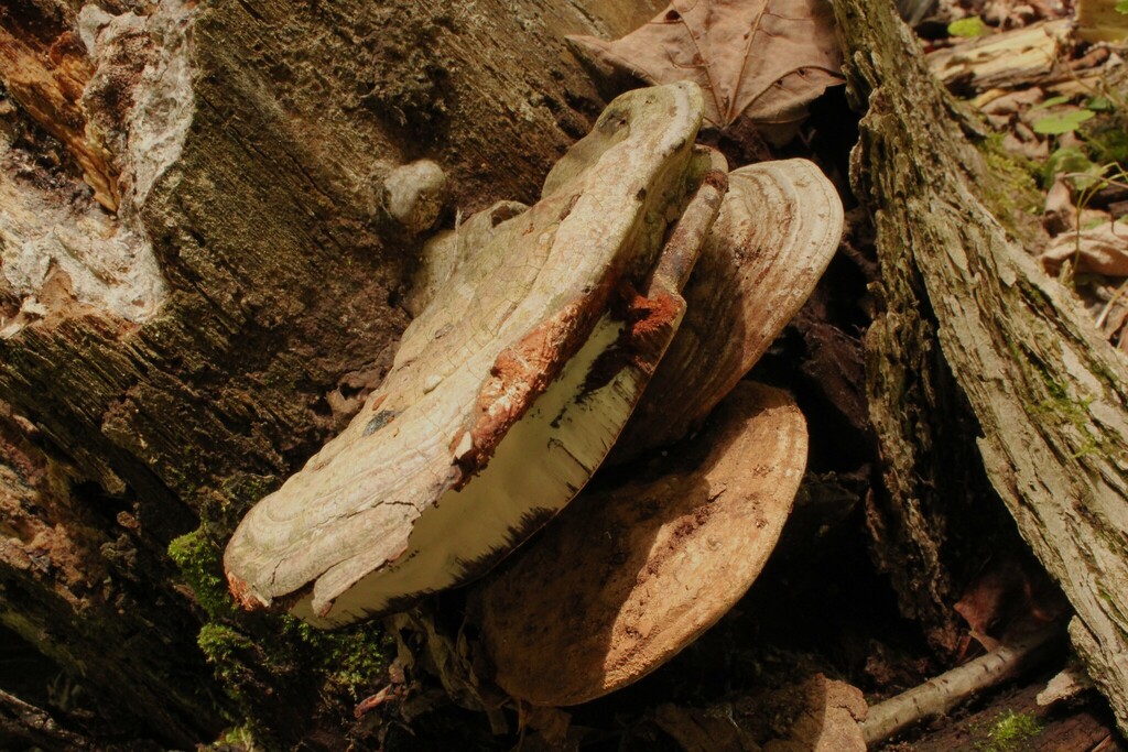 artist's bracket · May 2026 · photo: Photo: (c) Keith Wauthy, some rights reserved (CC BY) · iNaturalist