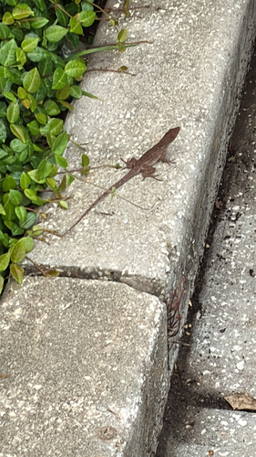 Brown Anole