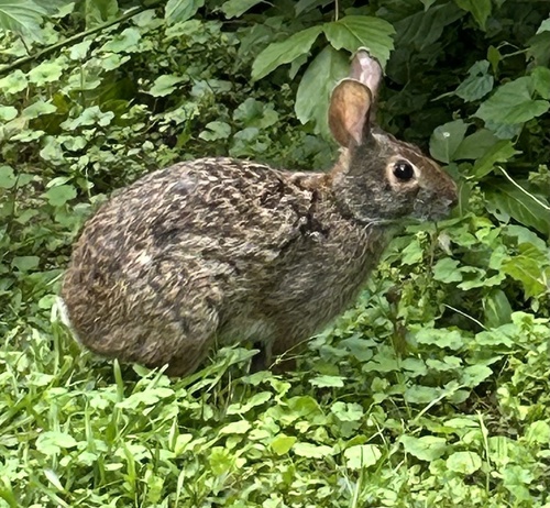 Swamp Rabbit observed by cstov