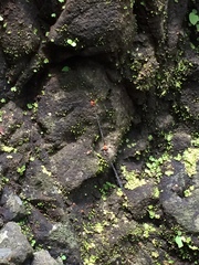 Nososticta impercepta