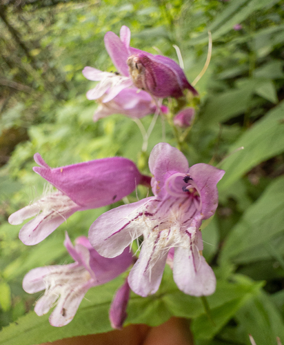 Penstemon smallii, photograph 5