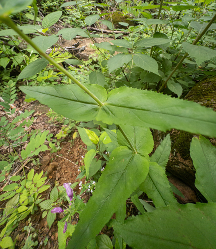 Penstemon smallii, photograph 6