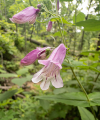 (c) Scott Morris, some rights reserved (CC BY) Penstemon smallii, photograph (c) Scott Morris, some rights reserved (CC BY)