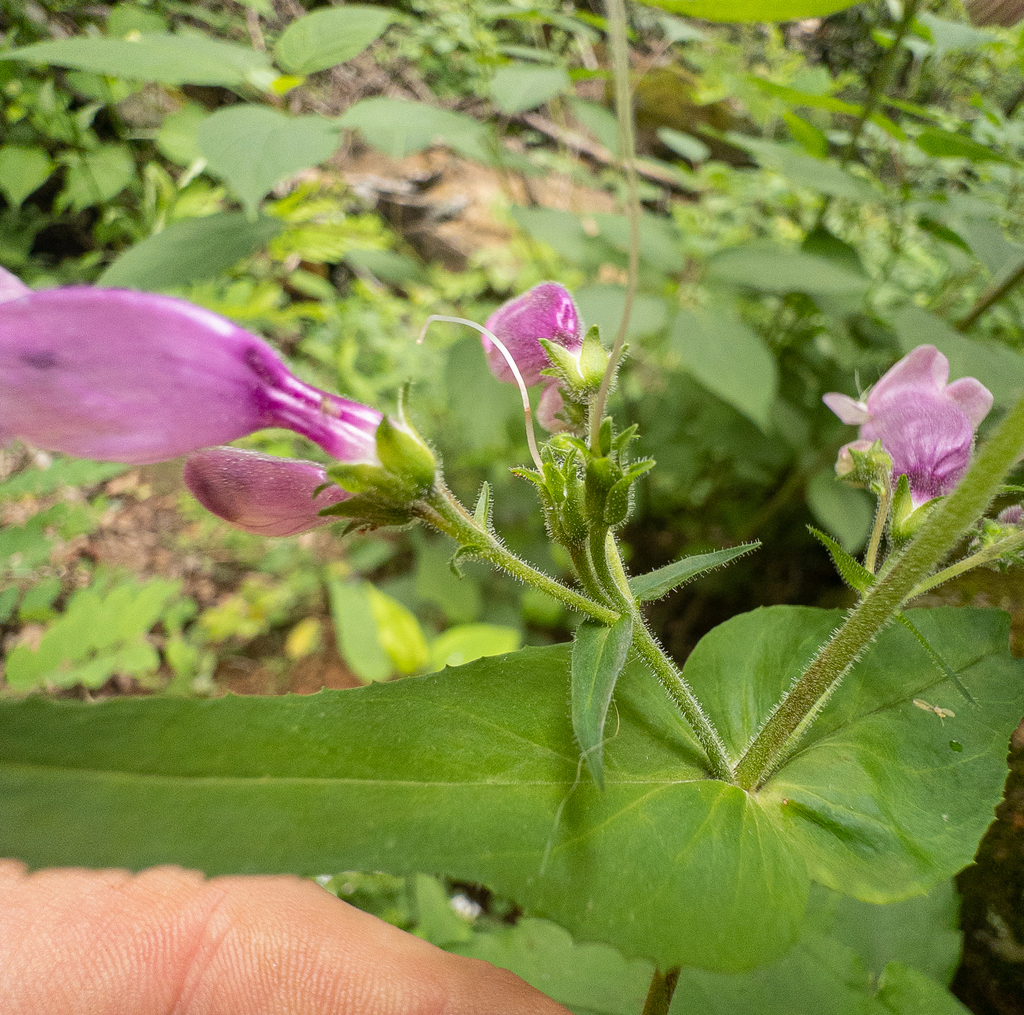Penstemon smallii; photograph (c) Scott Morris, some rights reserved (CC BY)