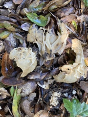 Helvella acetabulum