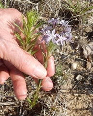 Amsonia ciliata texana