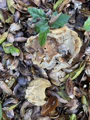 Helvella acetabulum