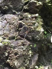 Nososticta impercepta