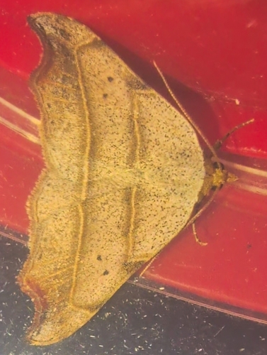 Beautiful Hook-tip