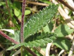 Potentilla discolor