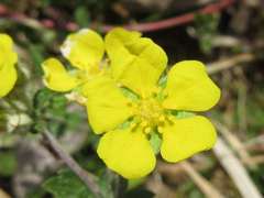 Potentilla discolor