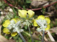 Potentilla discolor