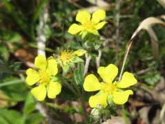 Potentilla discolor