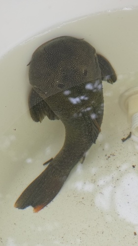 Fischer's rubbernose (Chaetostoma fischeri) — Loricariidae — 4