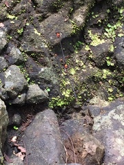 Nososticta impercepta
