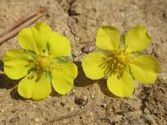 Potentilla discolor