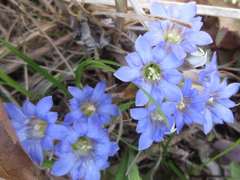 Gentiana zollingeri