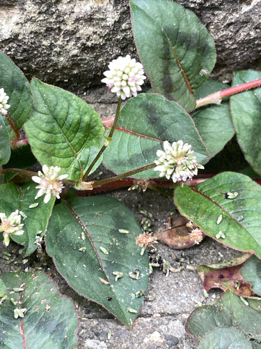 pink knotweed