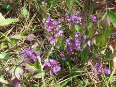 Polygala japonica