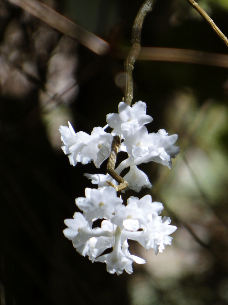 Dendrobium foxii Ridl.