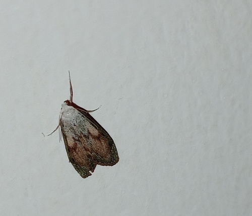 Bee Moth