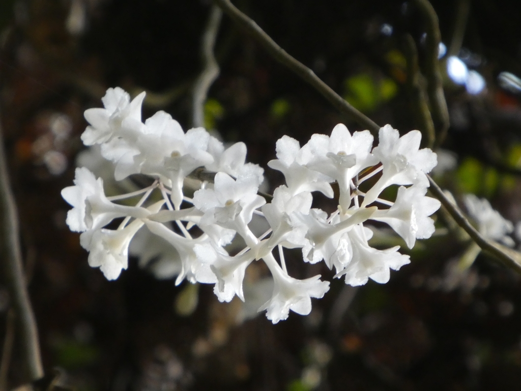 Dendrobium foxii Ridl. 4