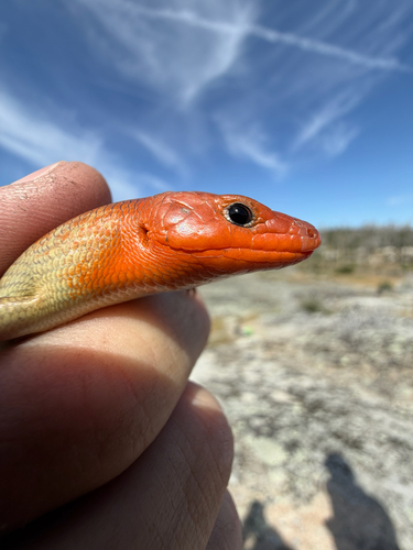 iNaturalist observation photo of Greater Brown Skink