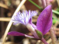 Polygala japonica