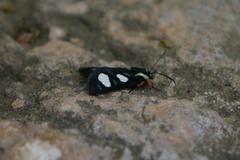 Androloma disparata