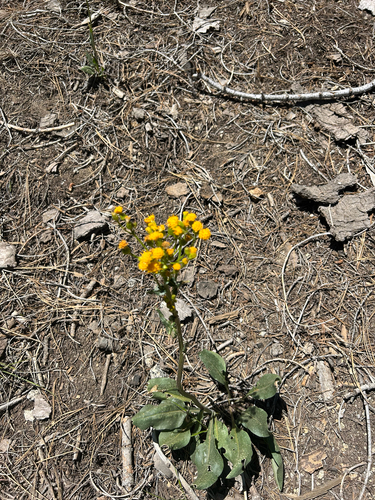 Senecio aronicoides observed 2026-05-23