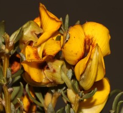 Cyclopia meyeriana