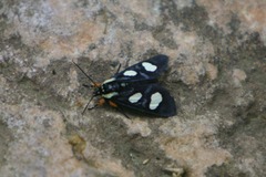 Androloma disparata