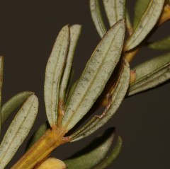Cyclopia meyeriana