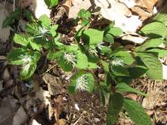 Chloranthus fortunei