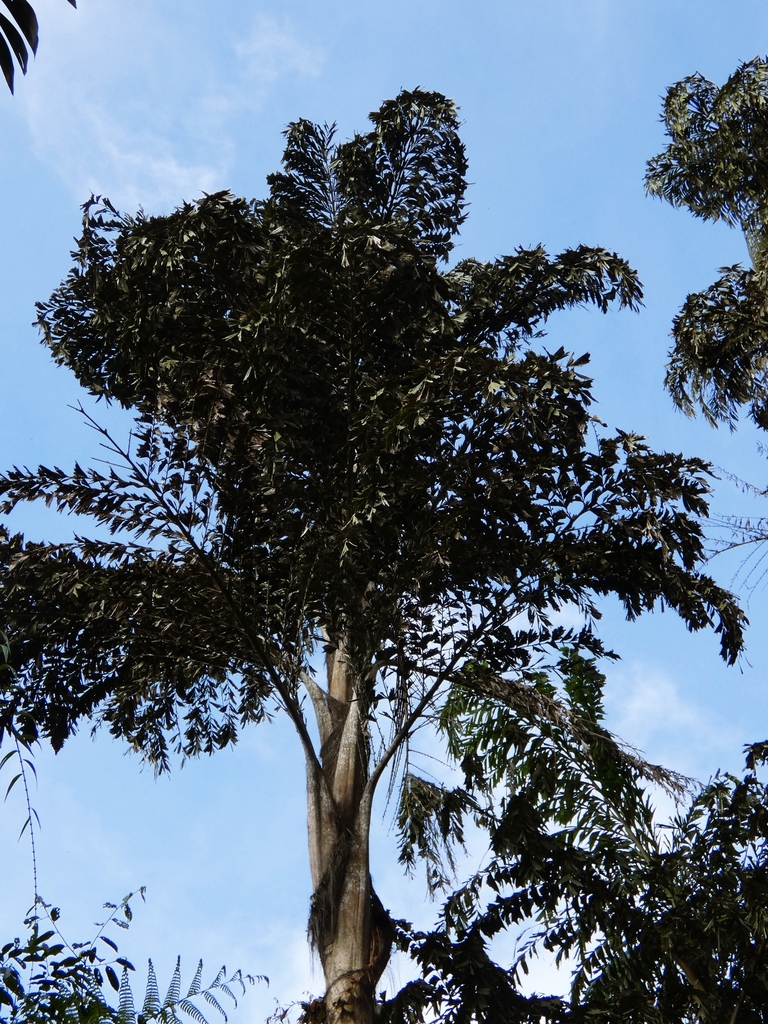 Móc bắc sơn – Caryota maxima