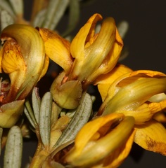 Cyclopia meyeriana