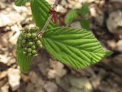 Viburnum erosum