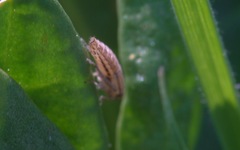 Macustus grisescens
