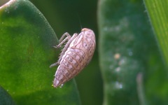 Macustus grisescens