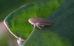 Macustus grisescens