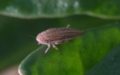 Macustus grisescens