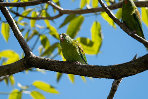 Orange-chinned Parakeet