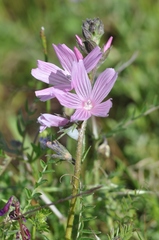 Sidalcea malviflora malviflora