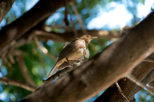 Clay-colored Thrush