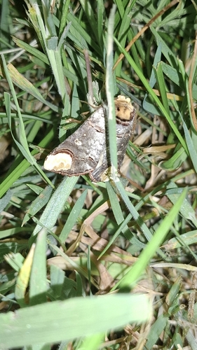 Buff-tip