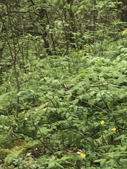 Stylophorum diphyllum