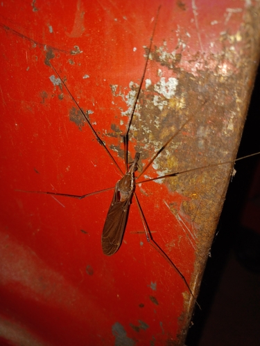 Giant Western Crane Fly photo 5