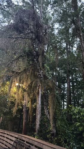 Spanish moss
