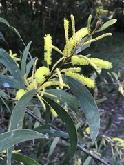 Acacia auriculiformis