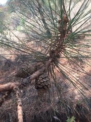Pinus pringlei